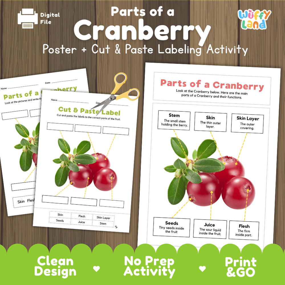Parts of a Cranberry anatomy poster and cut and paste labeling activity worksheet pack preview for elementary science