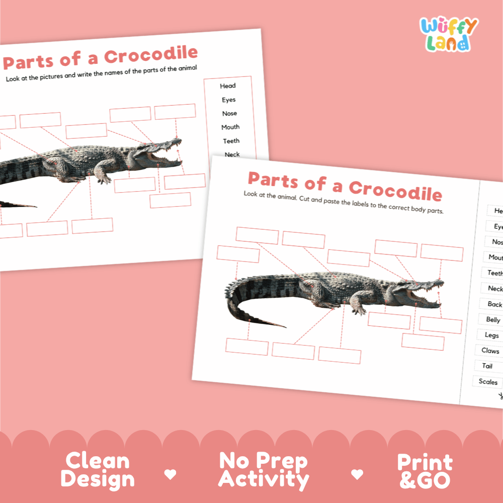 Clean science reference poster displaying a labeled realistic crocodile showing external body parts from snout to tail