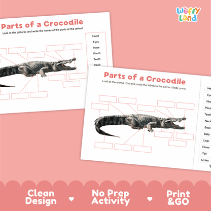 Clean science reference poster displaying a labeled realistic crocodile showing external body parts from snout to tail