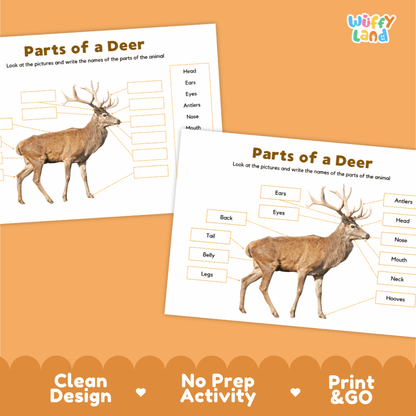 Printable science reference poster displaying a realistic deer with clear label lines pointing to external body parts from antlers to hooves