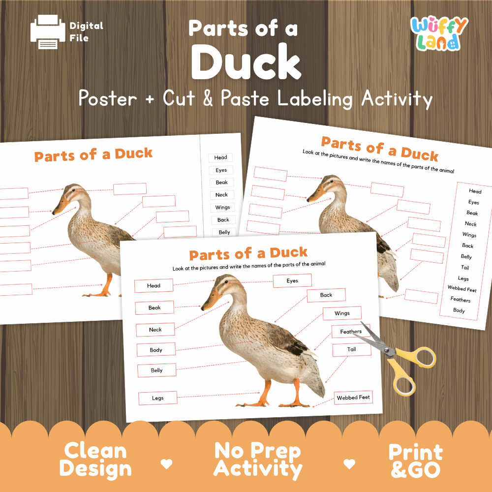 Parts of a Duck anatomy poster and cut and paste labeling activity worksheet pack preview for elementary science