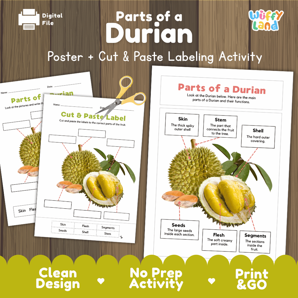 Parts of a Durian anatomy poster and cut and paste labeling activity worksheet pack preview for elementary science