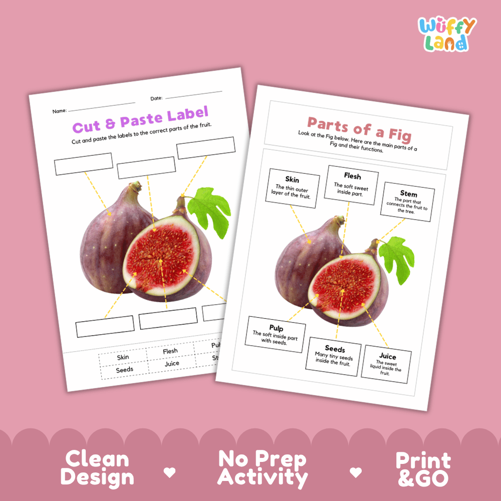 Clean science reference poster displaying a labeled realistic fig showing fruit parts and functions from stem and outer skin to inner flesh, pulp, and seeds
