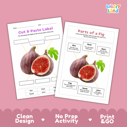 Clean science reference poster displaying a labeled realistic fig showing fruit parts and functions from stem and outer skin to inner flesh, pulp, and seeds