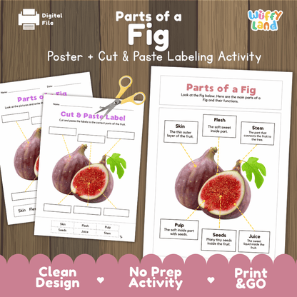 Parts of a Fig poster and cut and paste labeling activity printable pack showing labeled reference chart and differentiated worksheets for elementary science