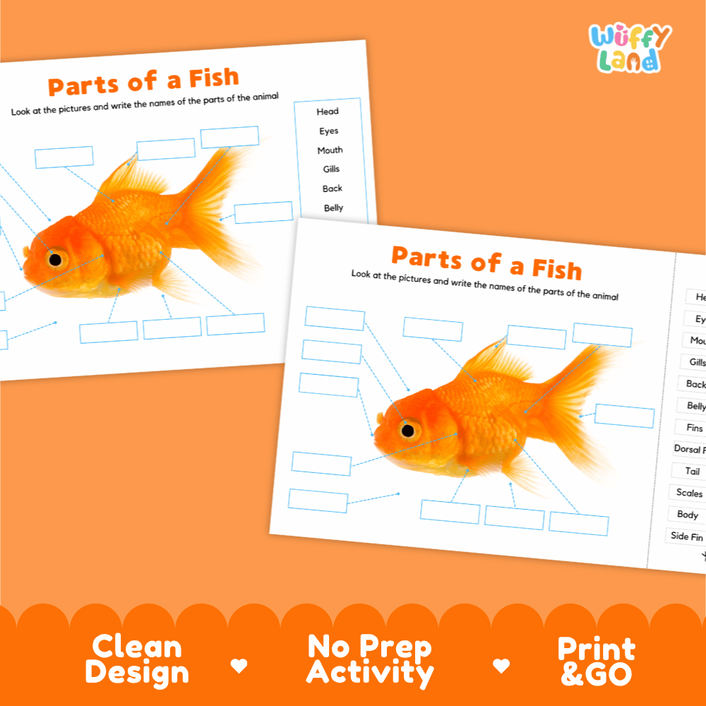Clean science reference poster displaying a labeled realistic goldfish showing external body parts from mouth to tail fin