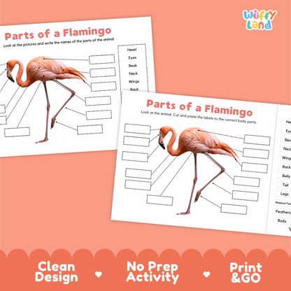 Clean science reference poster displaying a labeled realistic pink flamingo showing external body parts from beak to webbed feet
