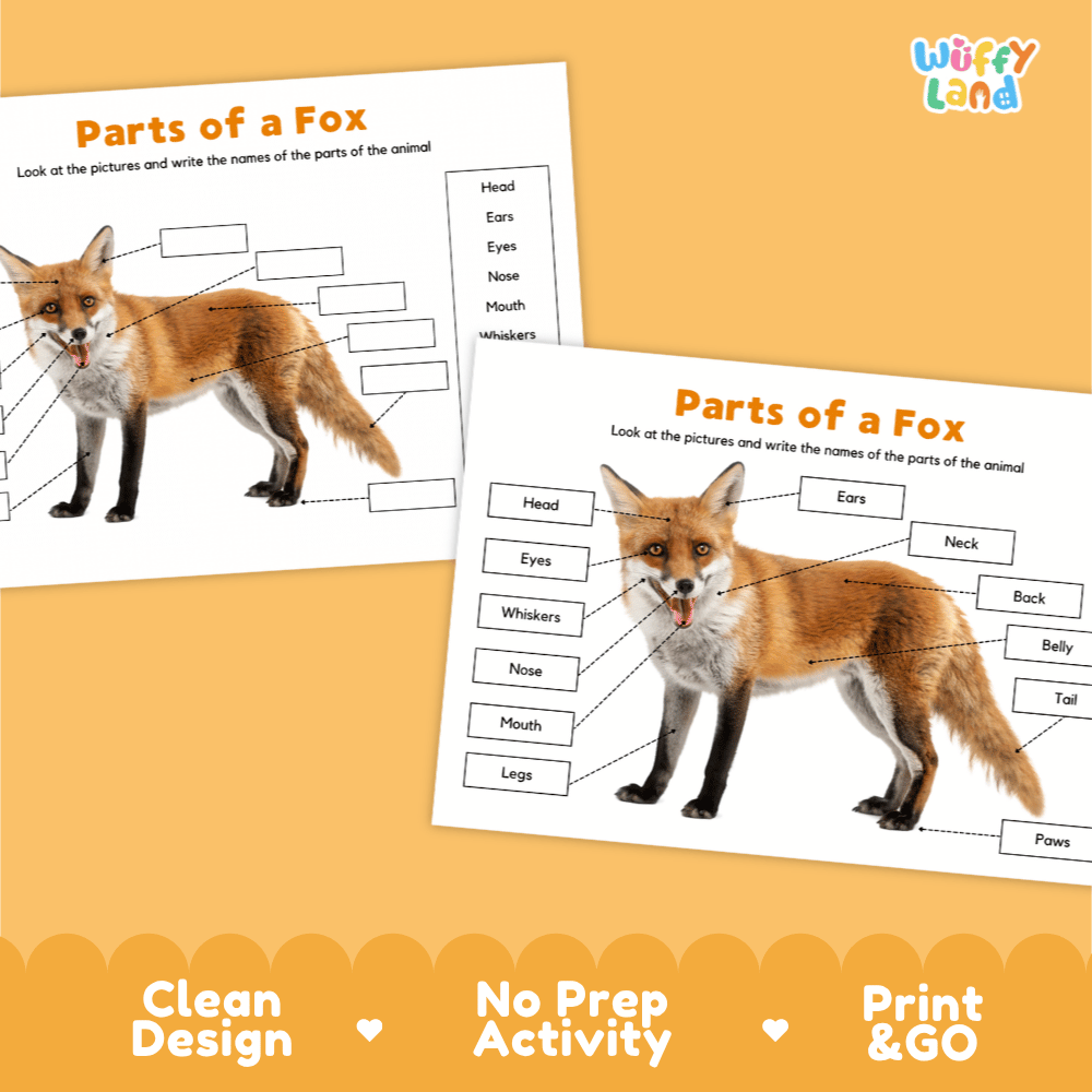 Clean science reference poster displaying a labeled realistic red fox showing external body parts from ears to bushy tail