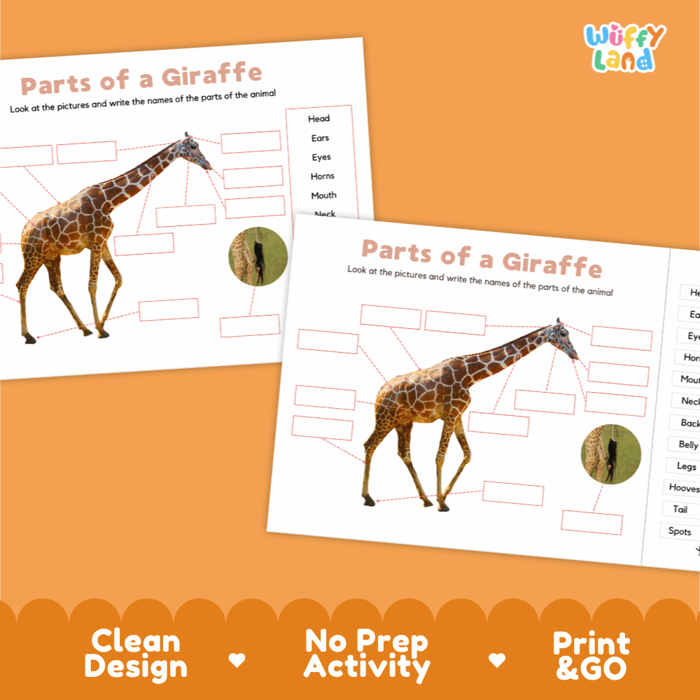 Clean science reference poster displaying a labeled realistic giraffe showing external body parts from horns and neck to hooves and tail