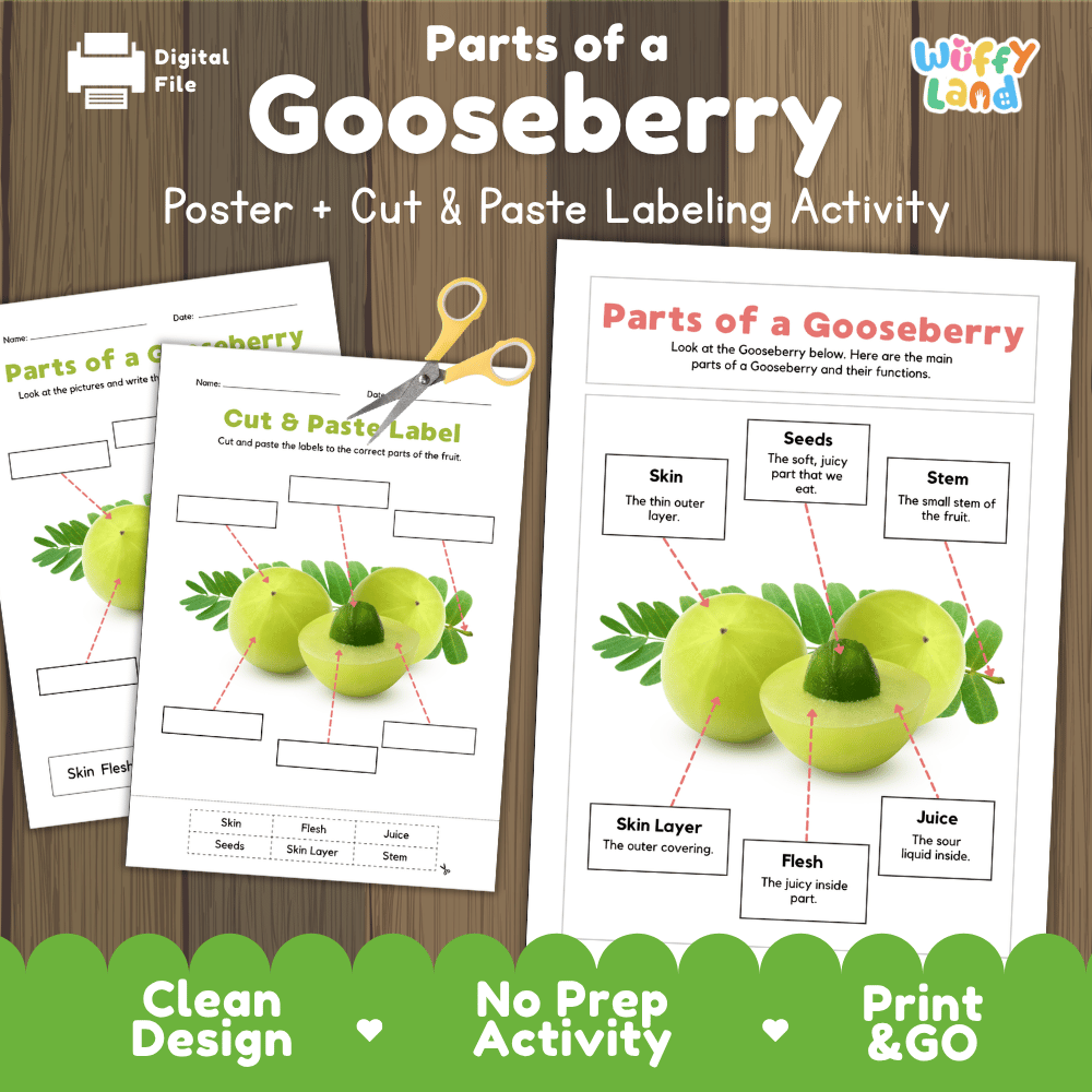 Parts of a Gooseberry anatomy poster and cut and paste labeling activity worksheet pack preview for elementary science