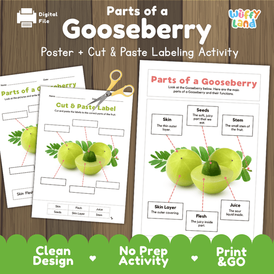 Parts of a Gooseberry anatomy poster and cut and paste labeling activity worksheet pack preview for elementary science