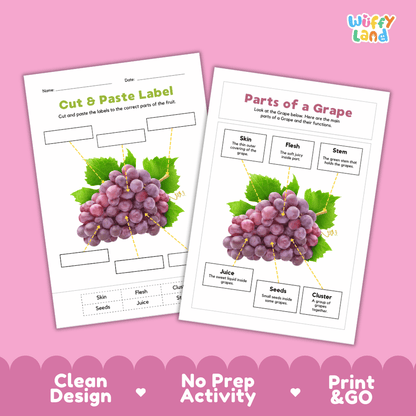Clean science reference poster displaying a labeled realistic grape bunch showing fruit parts and functions from green stem and cluster to skin, flesh, and seeds
