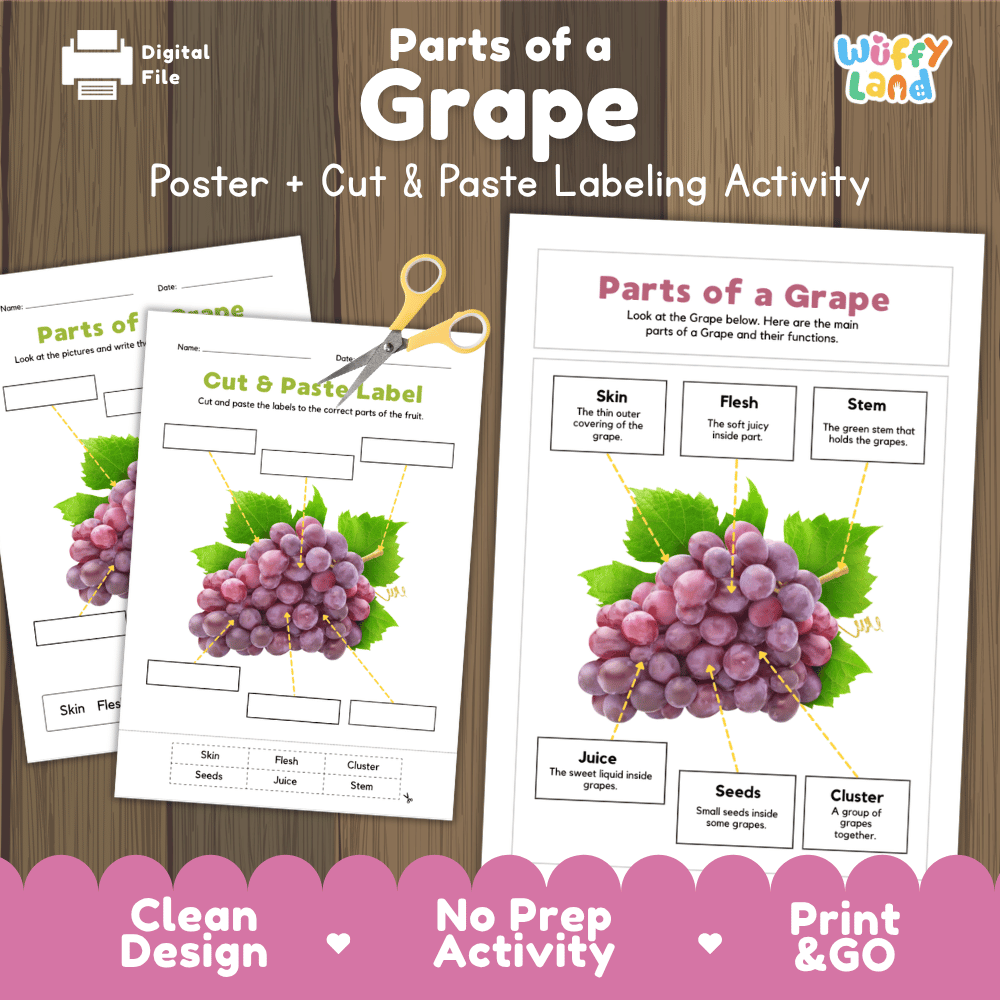 Parts of a Grape poster and cut and paste labeling activity printable pack showing labeled reference chart and differentiated worksheets for elementary science