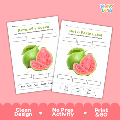 Clean science reference poster displaying a labeled realistic guava showing fruit parts and functions from stem and leaf to seeds
