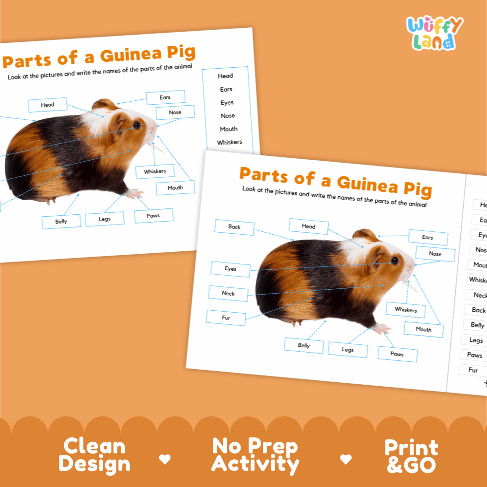 Clean science reference poster displaying a labeled realistic tricolor guinea pig showing external body parts from ears to paws