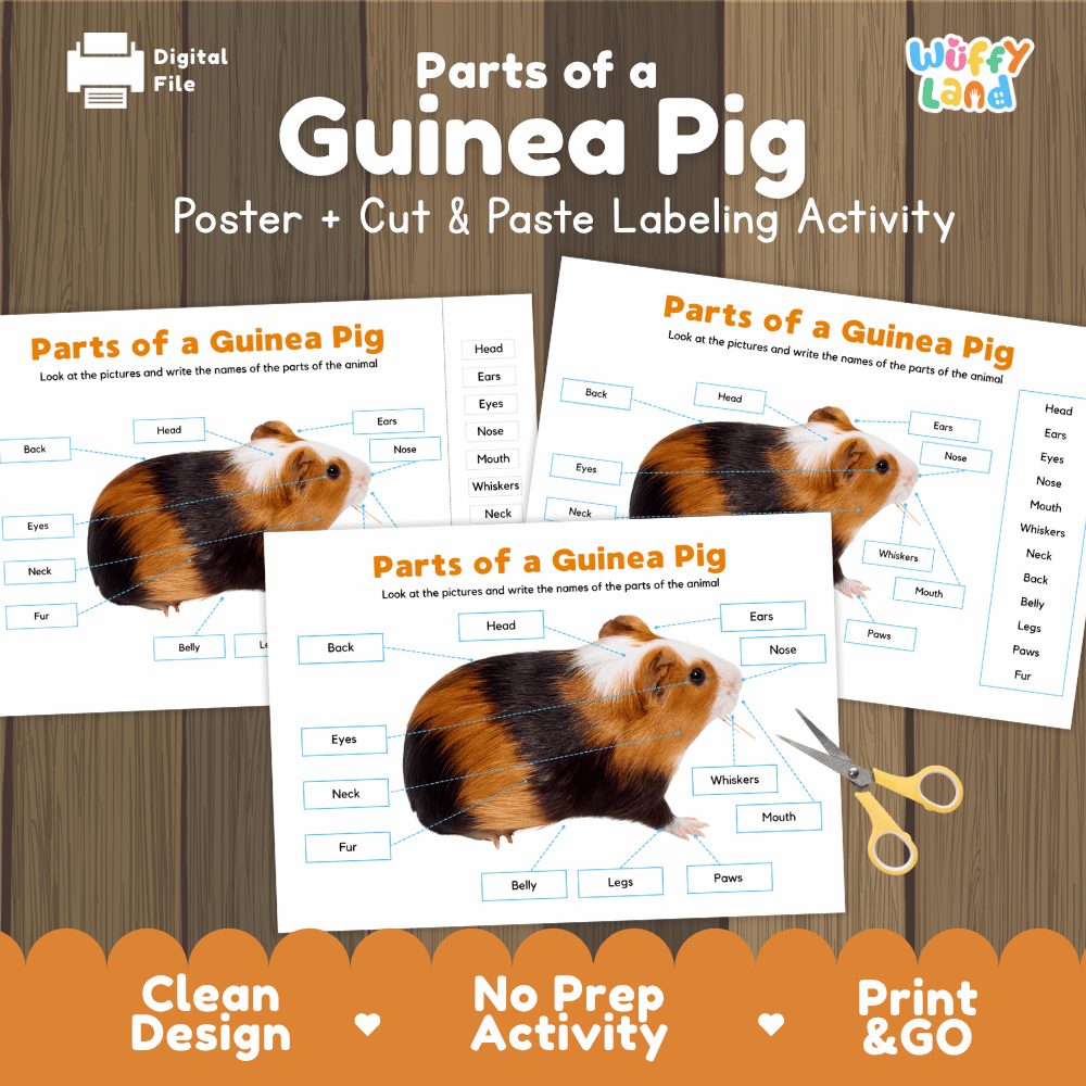 Parts of a Guinea Pig poster and cut and paste labeling activity printable pack showing labeled reference chart and differentiated worksheets for elementary science