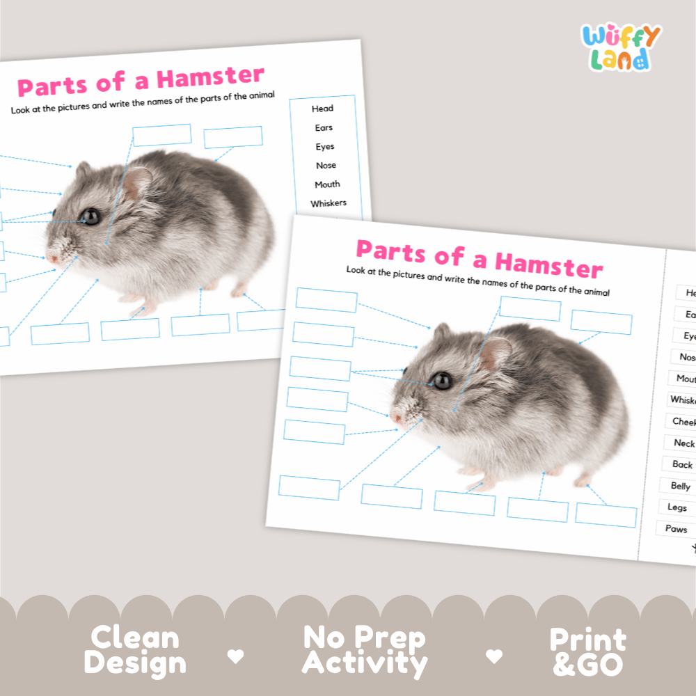Clean science reference poster displaying a labeled realistic hamster showing external body parts from ears to tiny paws