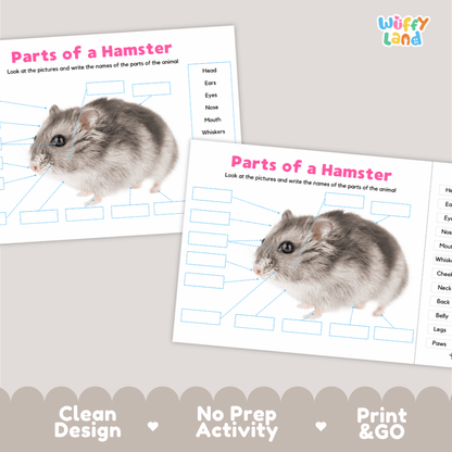 Clean science reference poster displaying a labeled realistic hamster showing external body parts from ears to tiny paws