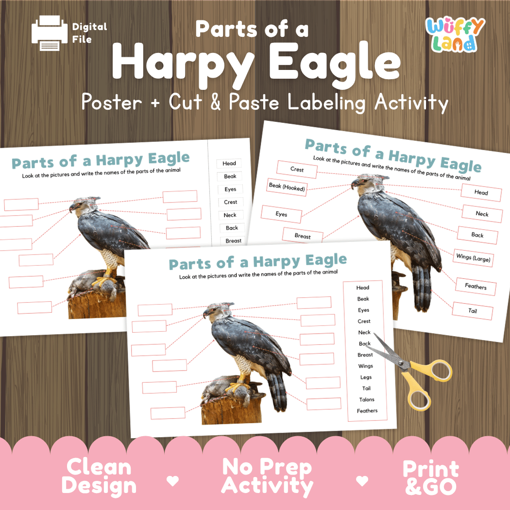 Parts of a Harpy Eagle anatomy poster and cut and paste labeling activity worksheet pack preview for elementary science
