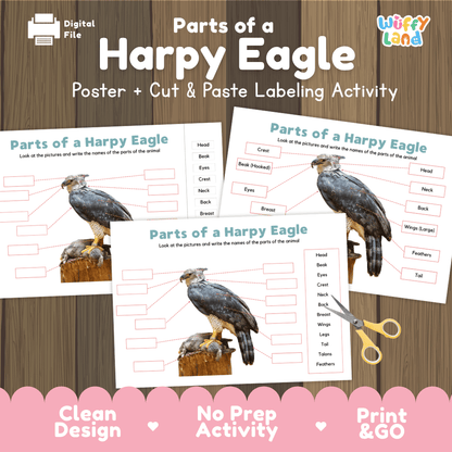 Parts of a Harpy Eagle anatomy poster and cut and paste labeling activity worksheet pack preview for elementary science