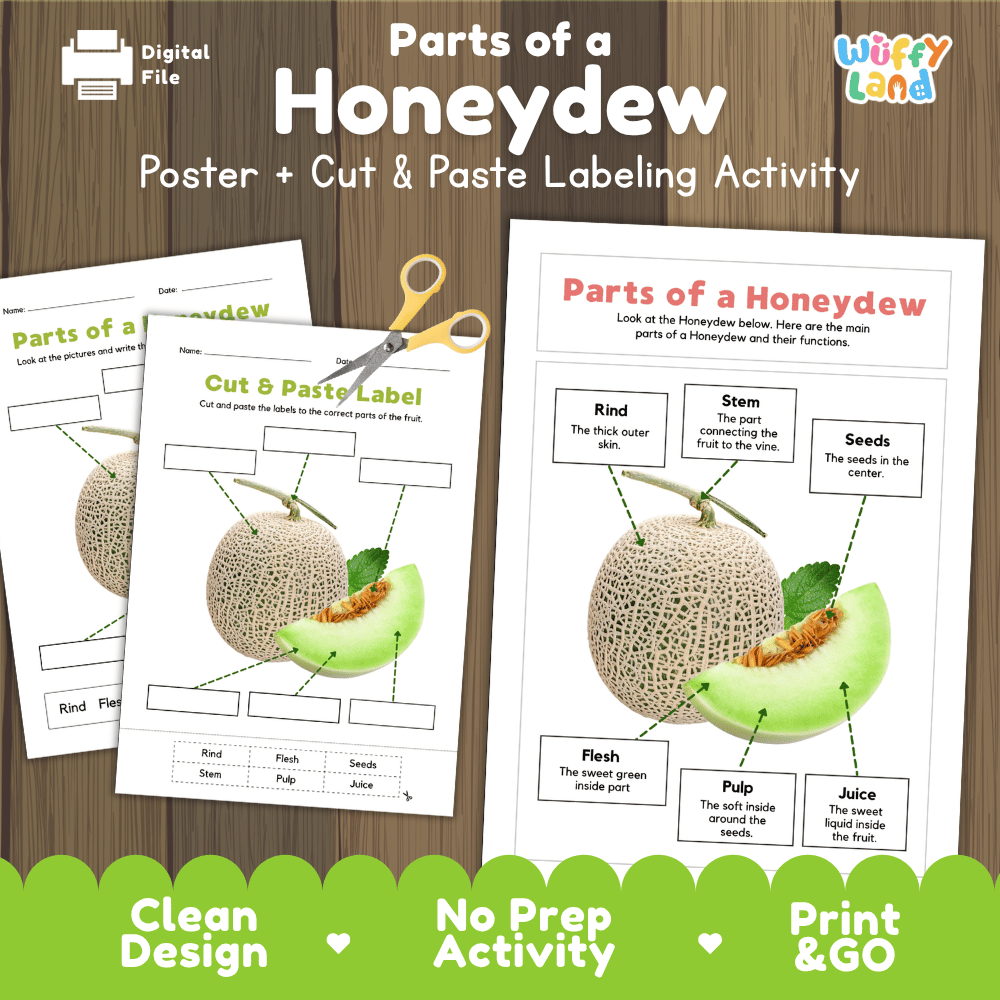 Parts of a Honeydew anatomy poster and cut and paste labeling activity worksheet pack preview for elementary science