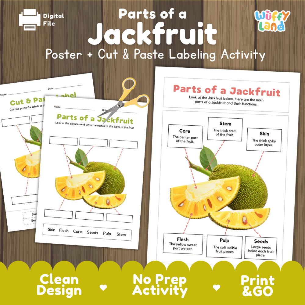 Parts of a Jackfruit anatomy poster and cut and paste labeling activity worksheet pack preview for elementary science