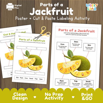 Parts of a Jackfruit anatomy poster and cut and paste labeling activity worksheet pack preview for elementary science