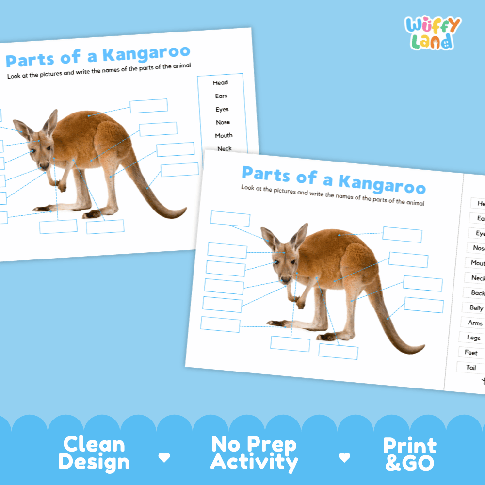 Clean science reference poster displaying a labeled realistic kangaroo showing external body parts from ears and face to legs and muscular tail
