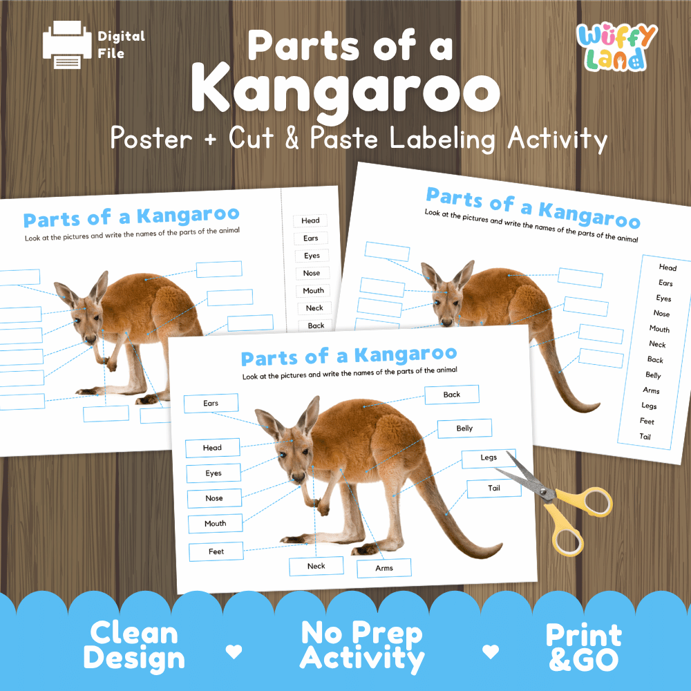 Parts of a Kangaroo poster and cut and paste labeling activity printable pack showing labeled reference chart and differentiated worksheets for elementary science