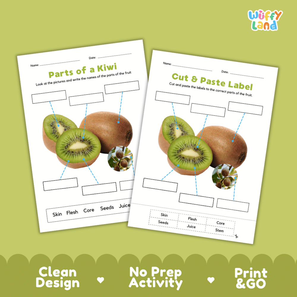 Clean science reference poster displaying a labeled realistic kiwi showing fruit parts and functions from stem and fuzzy skin to green flesh and seeds