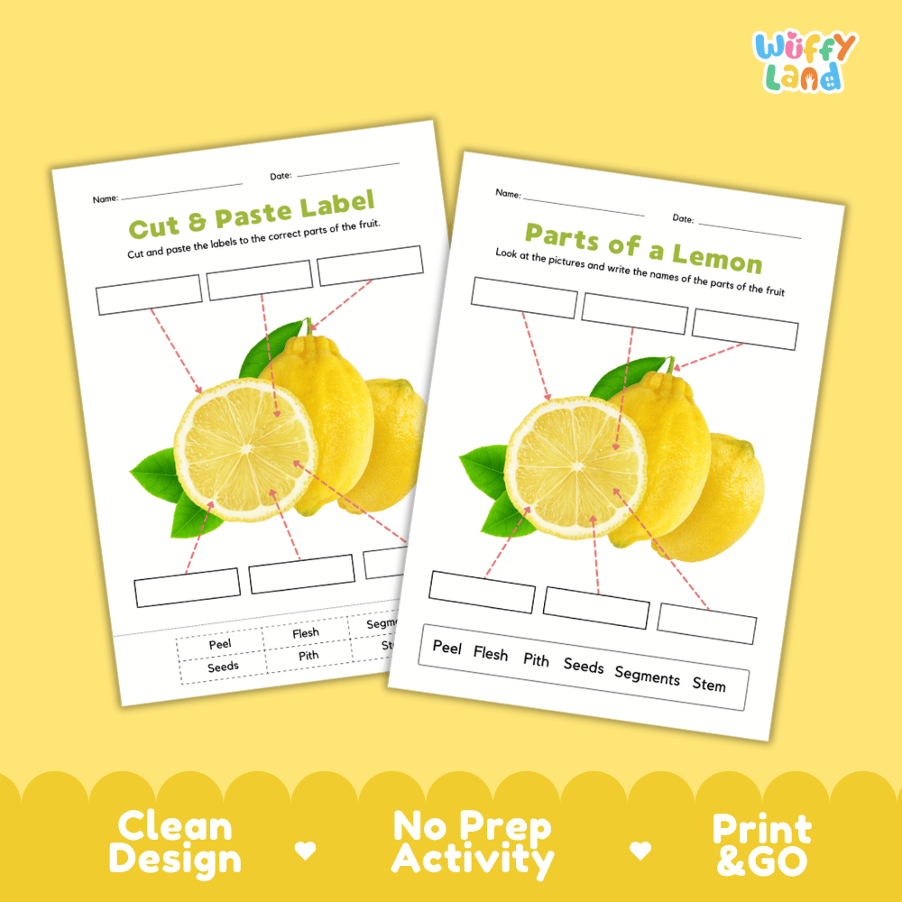 Clean science reference poster displaying a labeled realistic lemon showing citrus fruit structures and functions from stem and peel to pith and segments