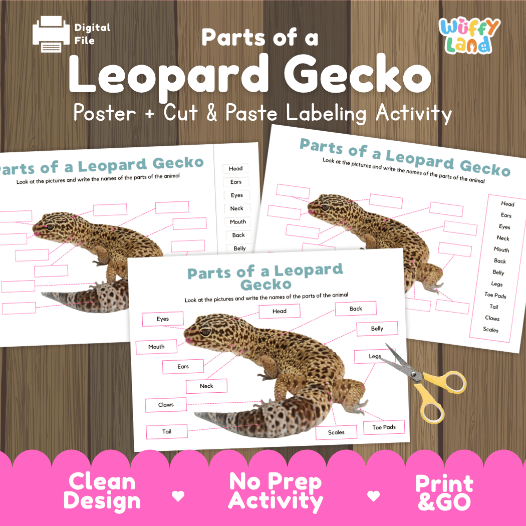 Parts of a Leopard Gecko anatomy poster and cut and paste labeling activity worksheet pack preview for elementary science