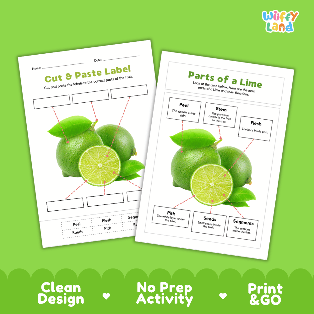 Clean science reference poster displaying a labeled realistic lime showing citrus fruit parts and functions from green peel and pith to segments and seeds