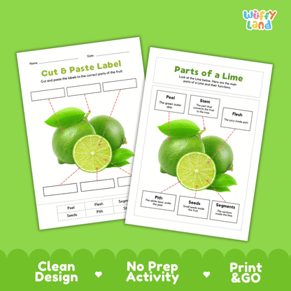 Clean science reference poster displaying a labeled realistic lime showing citrus fruit parts and functions from green peel and pith to segments and seeds