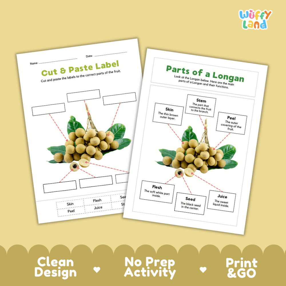 Clean science reference poster displaying a labeled realistic longan showing fruit parts and functions from branch stem and outer peel to translucent flesh and black seed