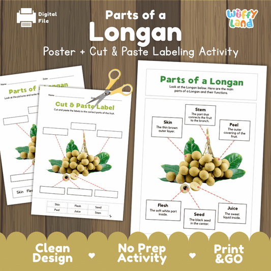 Parts of a Longan poster and cut and paste labeling activity printable pack showing labeled reference chart and differentiated worksheets for elementary science