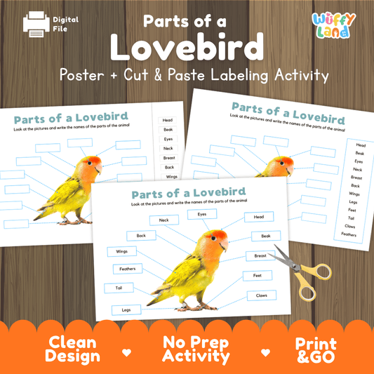 Parts of a Lovebird anatomy poster and cut and paste labeling activity worksheet pack preview for elementary science