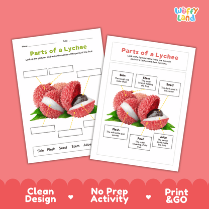 Clean science reference poster displaying a labeled realistic lychee showing fruit parts and functions from rough skin and peel to white flesh and seed