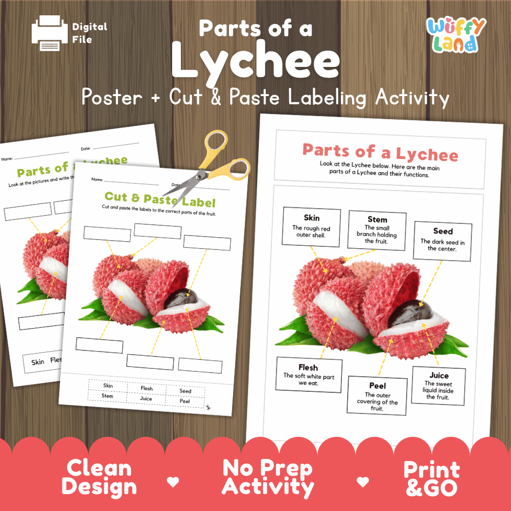 Parts of a Lychee poster and cut and paste labeling activity printable pack showing labeled reference chart and differentiated worksheets for elementary science