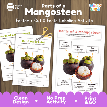 Parts of a Mangosteen anatomy poster and cut and paste labeling activity worksheet pack preview for elementary science
