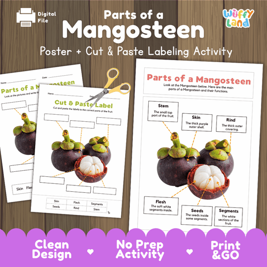 Parts of a Mangosteen anatomy poster and cut and paste labeling activity worksheet pack preview for elementary science