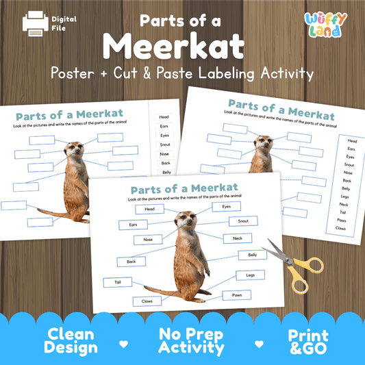 Parts of a Meerkat anatomy poster and cut and paste labeling activity worksheet pack preview for elementary science