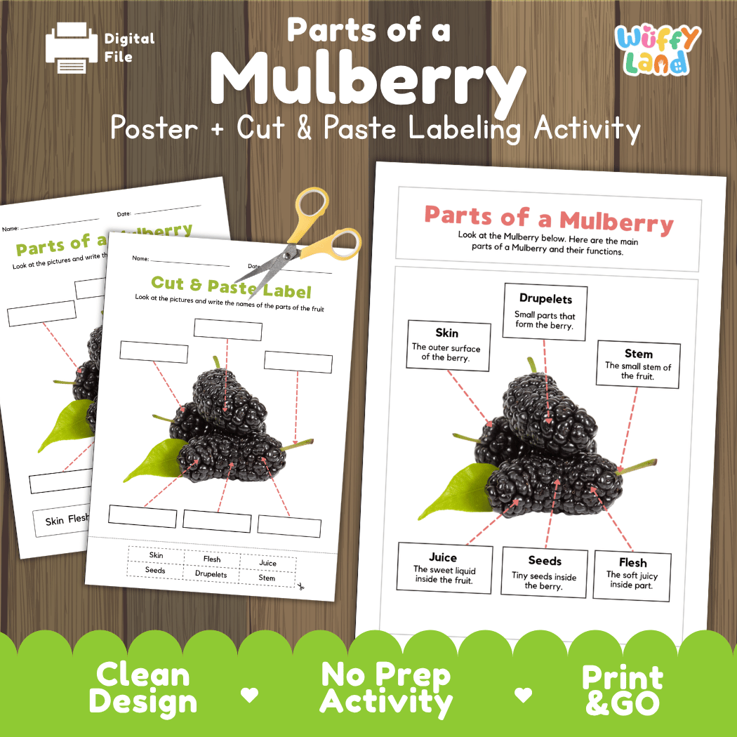 Parts of a Mulberry anatomy poster and cut and paste labeling activity worksheet pack preview for elementary science