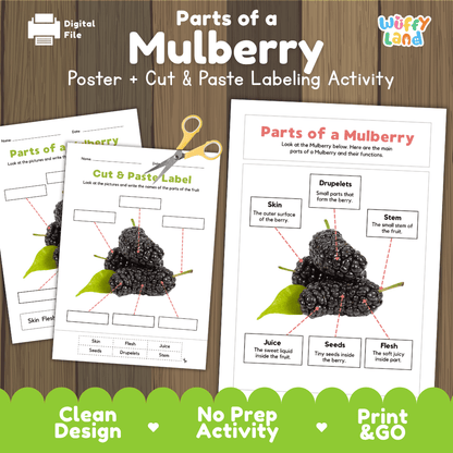 Parts of a Mulberry anatomy poster and cut and paste labeling activity worksheet pack preview for elementary science