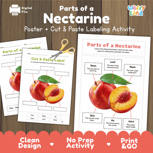 Parts of a Nectarine anatomy poster and cut and paste labeling activity worksheet pack preview for elementary science