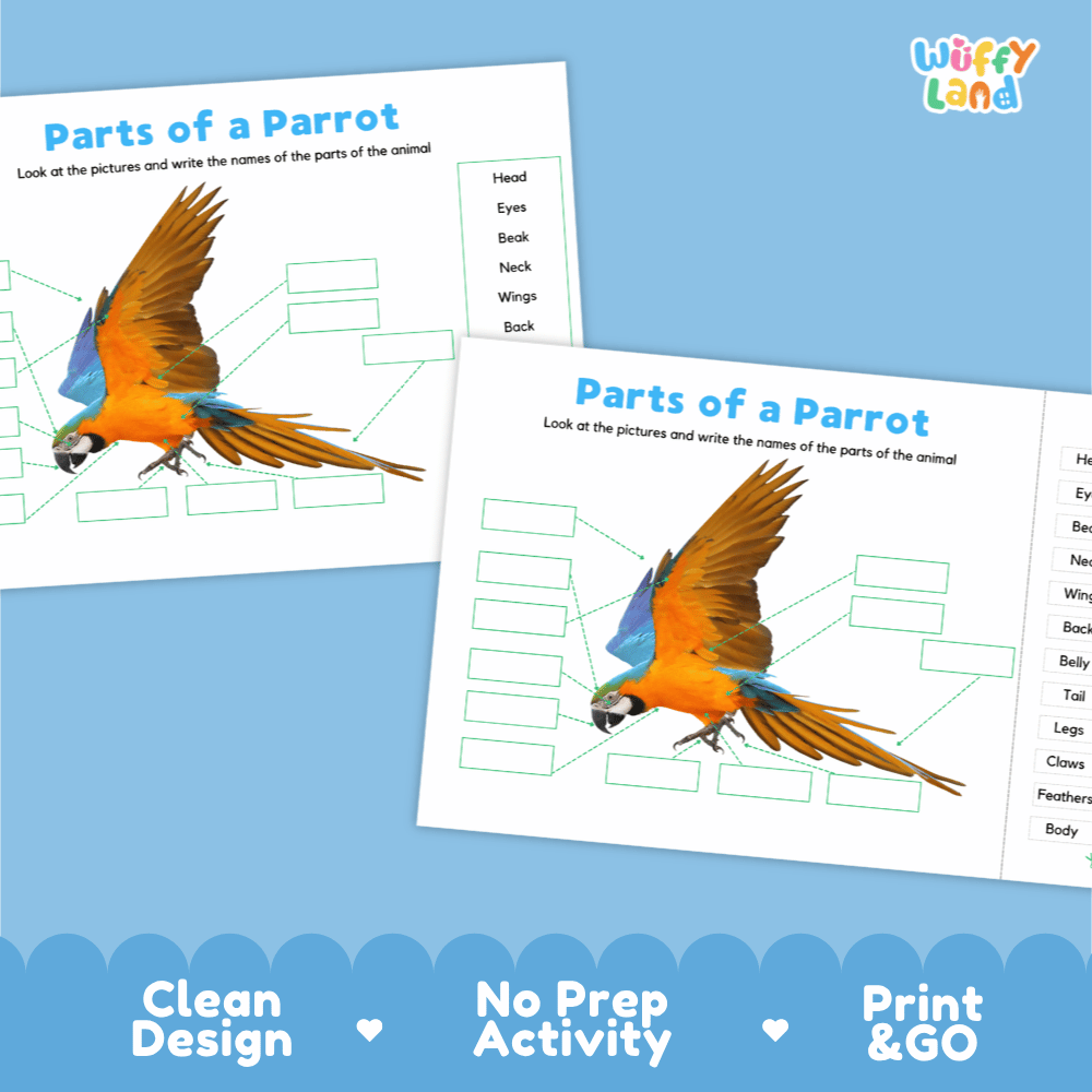 Clean science reference poster displaying a labeled realistic parrot showing external body parts from beak to tail feathers