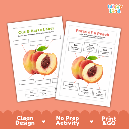 Clean science reference poster displaying a labeled realistic peach showing fruit parts and functions from fuzzy skin and stem to flesh, juice, and pit