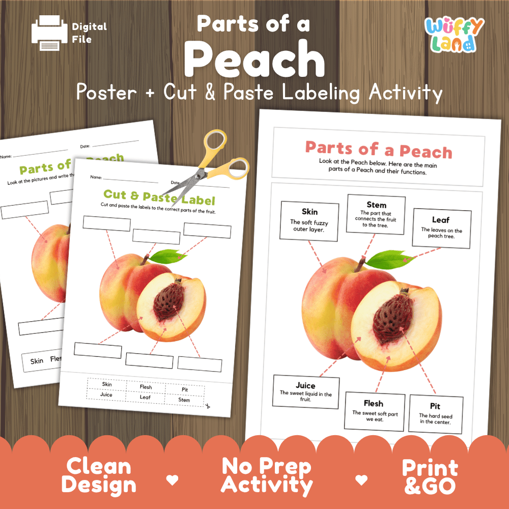 Parts of a Peach poster and cut and paste labeling activity printable pack showing labeled reference chart and differentiated worksheets for elementary science