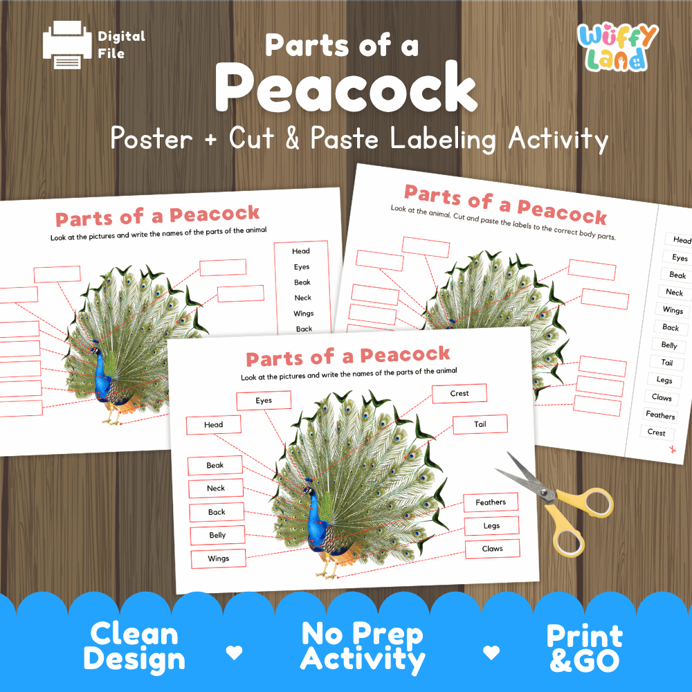 Parts of a Peacock poster and cut and paste labeling activity printable pack showing labeled reference chart and differentiated worksheets for elementary science