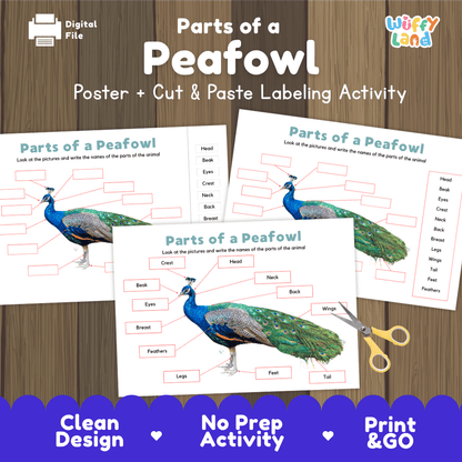 Parts of a Peafowl anatomy poster and cut and paste labeling activity worksheet pack preview for elementary science